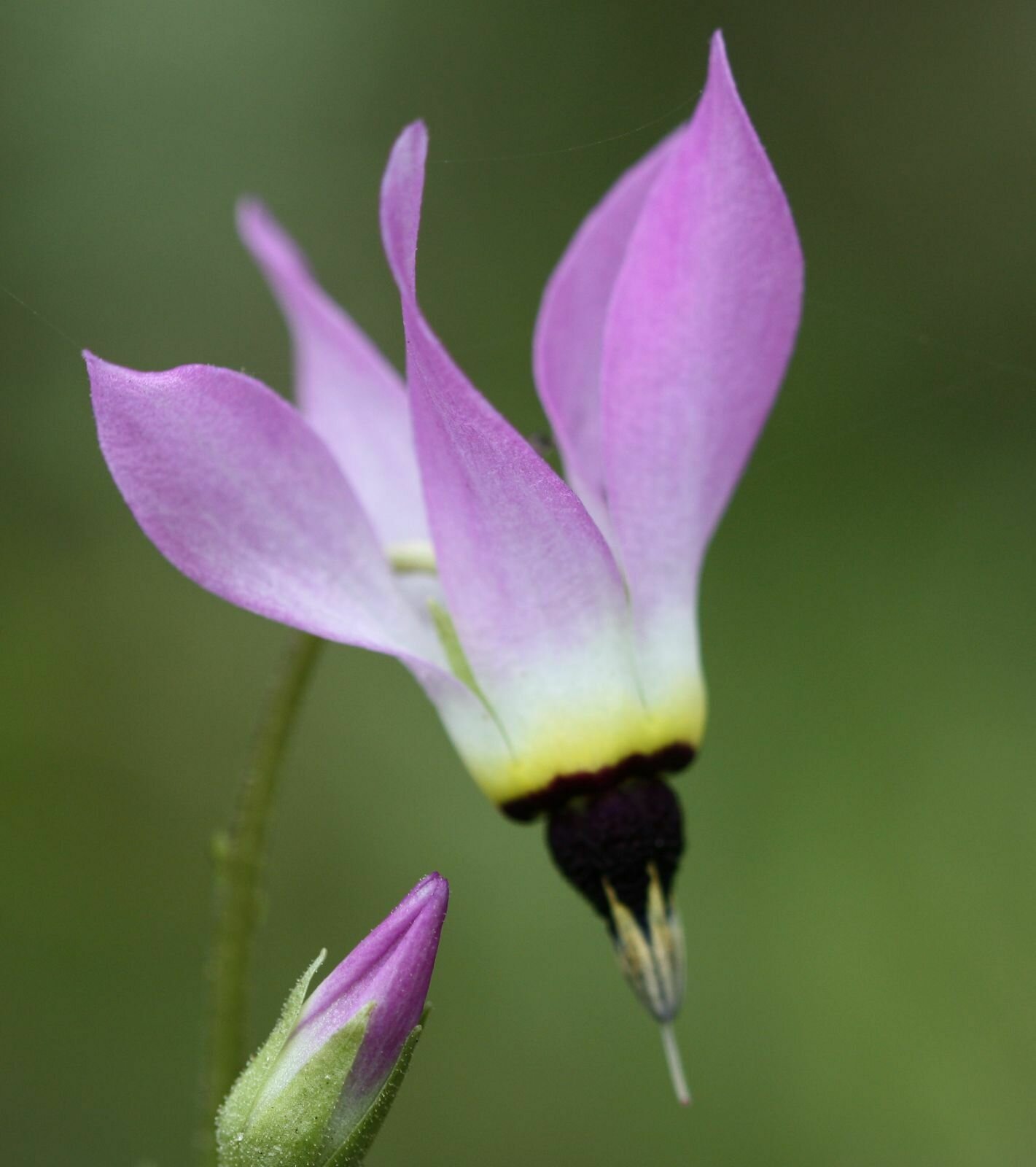 High Resolution Dodecatheon clevelandii Flower